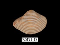 藏品(厚蛤)的圖片